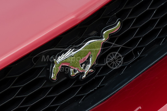 Mustang